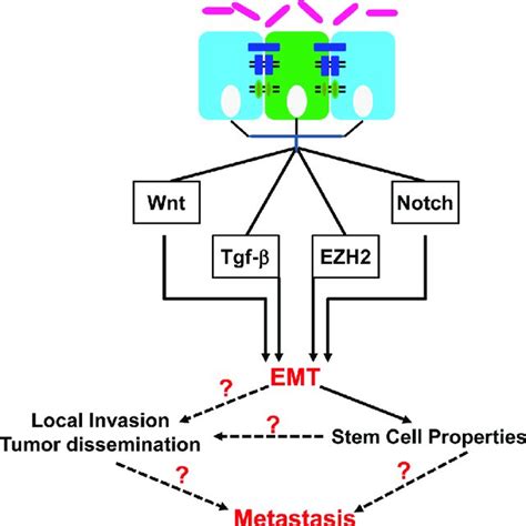 Epithelial To Mesenchymal Transition Emt Pathways Deregulated In