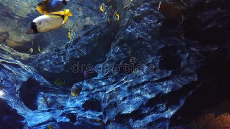 Underwater Tropical Corals Reef Tropical Underwater Sea Fish