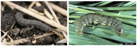 Identification And Management Strategies For Cutworms As Pests In Field