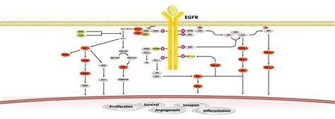 EGFR与相关癌化机制 GeneTex中国官方网站