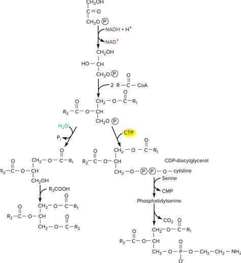 Solved Label The Metabolic Pathway Dealing With Chegg