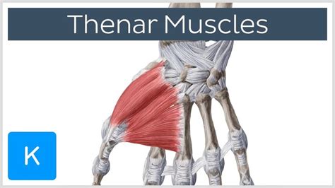 Thenar muscles | Muscle, Anatomy, Anatomy and physiology