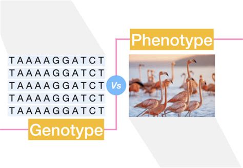 Genotype vs Phenotype – Genetic Education