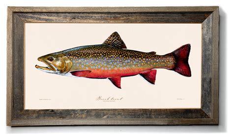 Freshwater Fish Art Brook Trout Fish Illustration Painting Prints