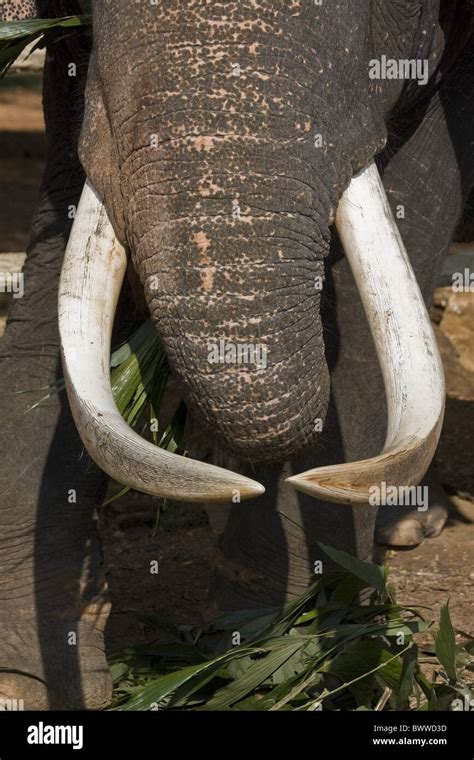 Asian Elephant ivory tusks Stock Photo - Alamy