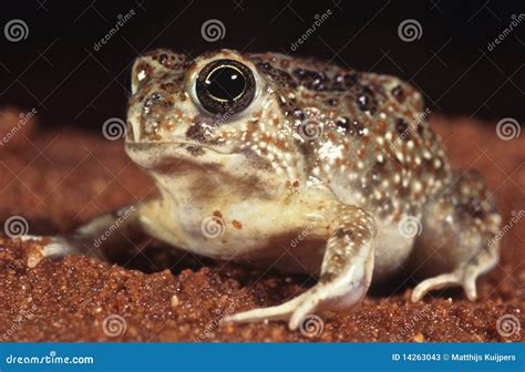 Desert Toad Stock Photos - Image: 14263043