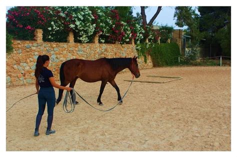 Entrenamiento De Caballos Mre Entrenamiento Ecuestre