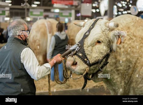 February 2022 Paris France View Of A Charolais Breed Bull With His