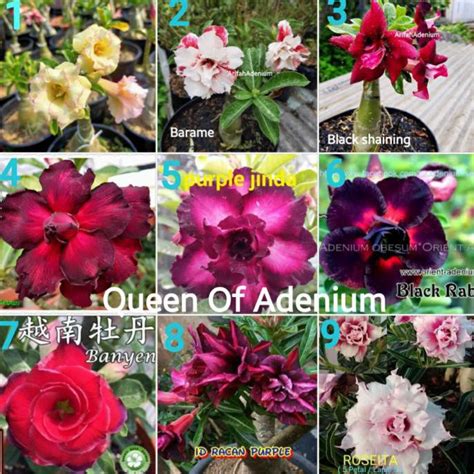 Jual Order Kirim Tanaman Hias Bunga Adenium Tumpuk Kamboja Paket