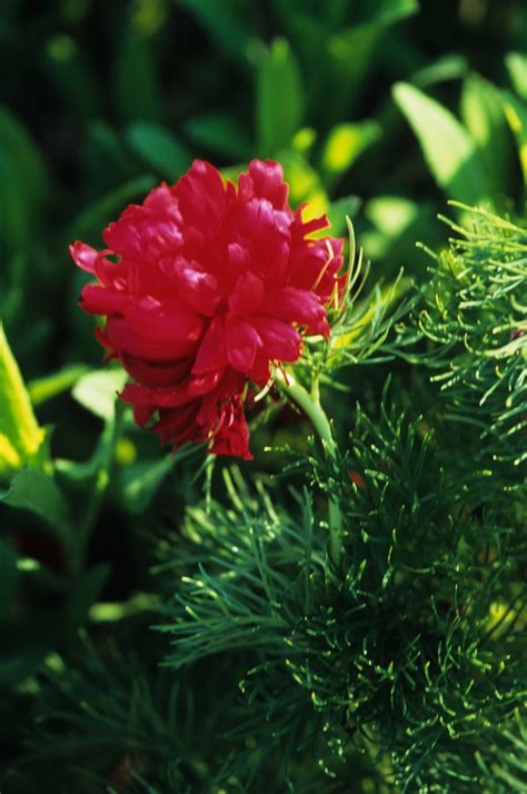 Paeonia Tenuifolia Rubra Flora Plena Fern Leaf Peony Garden Center