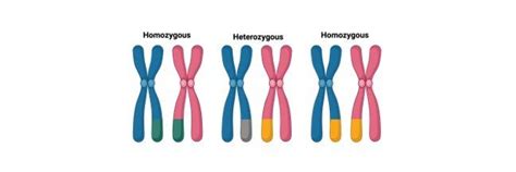 Homozygous Vs Heterozygous Definition And Differences