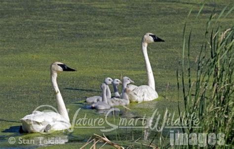 Trumpeter Swans—Back From the Brink of Extinction - Adventure Publications