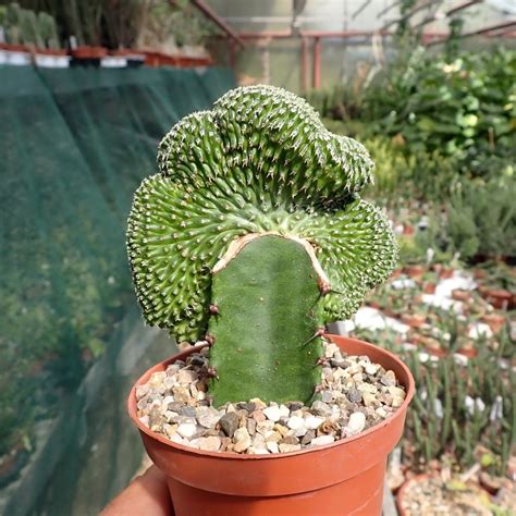 Euphorbia Phillipsioides Gepfr Cristata Uhlig Kakteen Ber