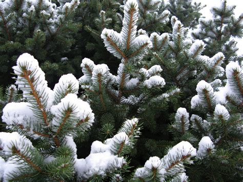 Blue Spruce Tree Snow Spring Evergreen Trees Free Nature Pictures By