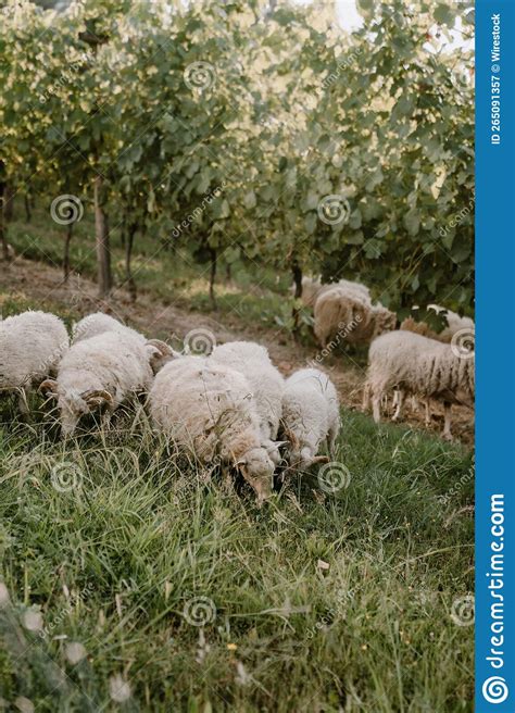 Abate Vertical De Um Efetivo De Ovinos Em Pastagens Verdes Imagem De