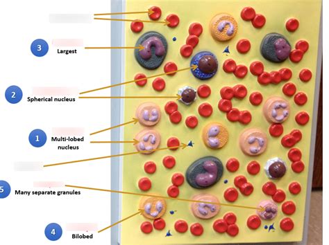 Blood Cells Diagram Quizlet