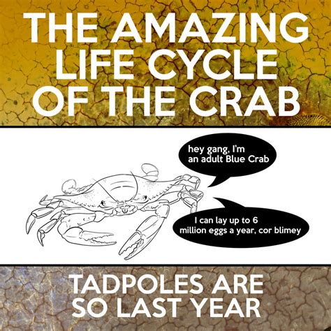 The Life Cycle of Crabs — Crab Museum