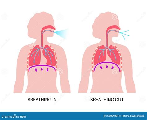 Breathing Process Respiration System Diaphragm Inhalation And