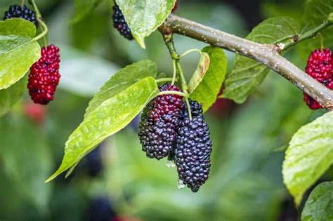 Dwarf Everbearing Mulberry Tree pesticide Free CONSTANT - Etsy