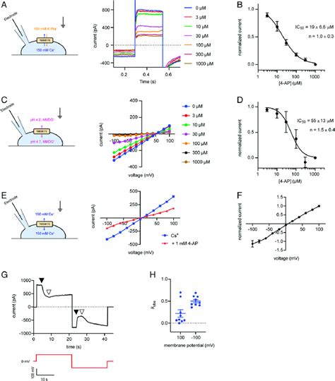 Ap Inhibits Tmem A Left A Schematic Of Whole Cell Patch Clamp