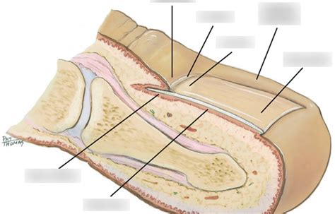 nail anatomy Diagram | Quizlet