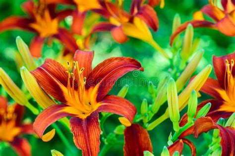 Daylilies Brillantes Hermosos En Macizo De Flores Imagen De Archivo