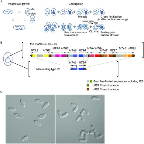 Mating type determination in Tetrahymena. (A) Life cycle of ...