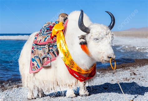 Fondo De Pantalla De Yak Tibet 100+] Imágenes De Y…