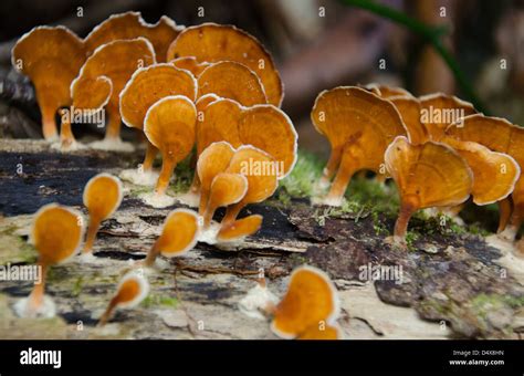 Hongos creciendo en naranja tocón de árbol caído en Madagascar en la