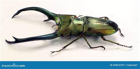 Giant Stag Beetle Cyclommatus Elaphus Male from Indonesia Stock Image - Image of rare ...