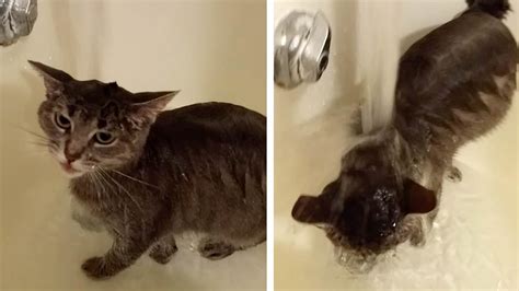 Hilarious Cat Loves Having Showers Youtube