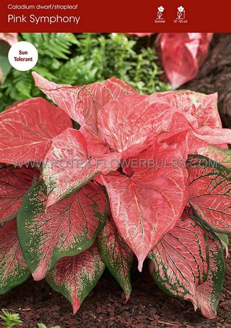 CALADIUM STRAPLEAVED ‘PINK SYMPHONY‘ JUMBO (100 P.CARTON) | Rotex ...