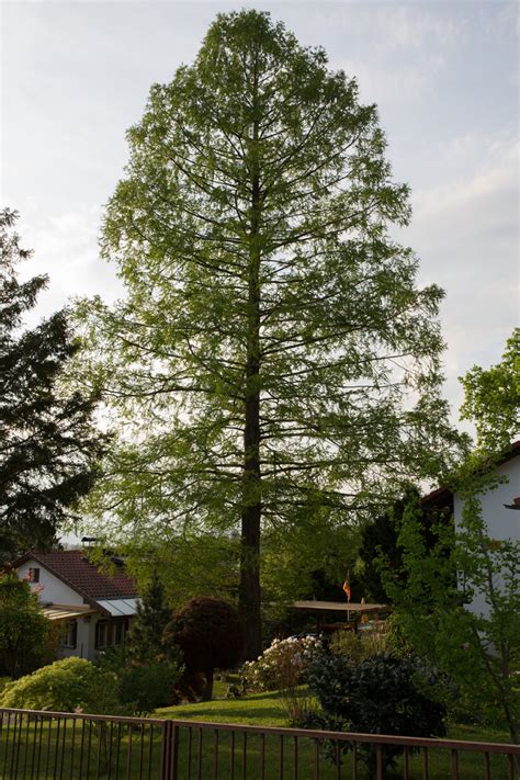 Jurassic Tree Dawn Redwood Seed Grow Kit The Jonsteen Company