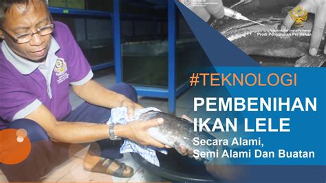 KUPAS TUNTAS TEKNOLOGI PEMBENIHAN IKAN LELE ALAMI SEMI ALAMI DAN