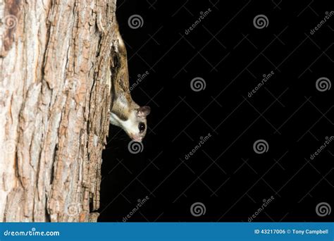 Southern Flying Squirrel Stock Photo Image Of Nature 43217006