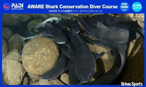 PADI AWARE Shark Conservation Diver Course