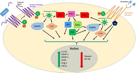 Frontiers Protease Activated Receptors And Other G Protein Coupled