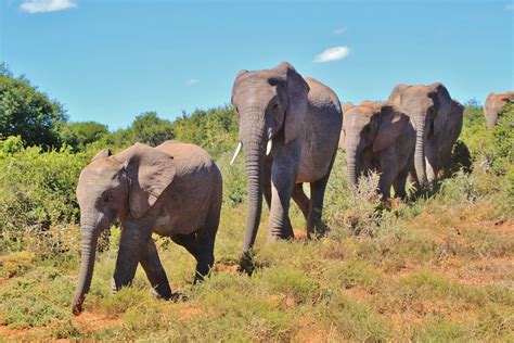 African Bush Elephant Herd - Free photo on Pixabay