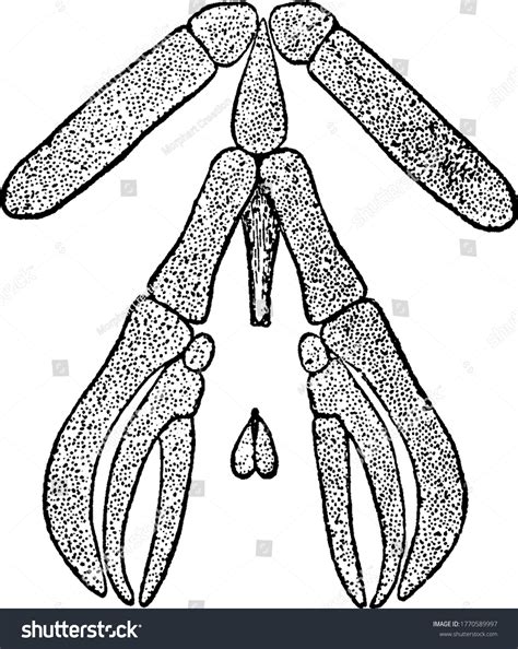 Depicts Hyoid Branchial Apparatus Common Mudpuppy Stock Vector (Royalty