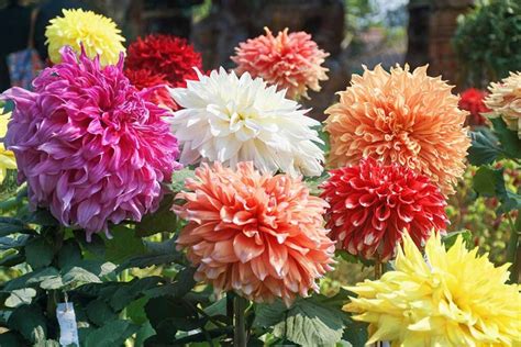 How to Propagate Dahlia Stem and Tuber Cuttings | Gardener’s Path