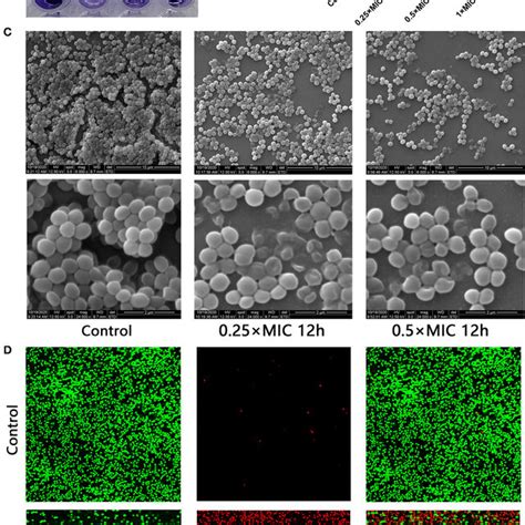 Mpx Inhibits Biofilm Formation A The Results Of Crystal Violet Download Scientific Diagram