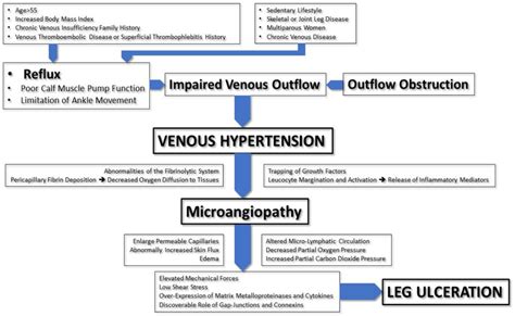 Pathophysiology Of Venous Ulcers Download Scientific Diagram