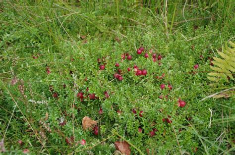 Vaccinium Macrocarpon Veenbes Bloemenpark Appeltern