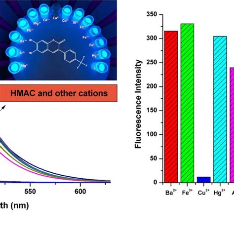 a Fluorescence intensity changes of probe HMAC 5 0 μM in the