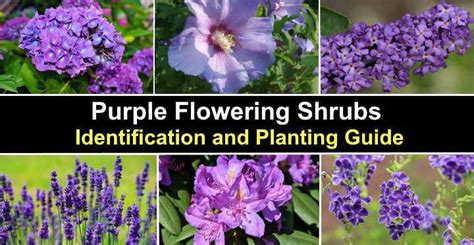 Purple Flowering Shrubs Identification