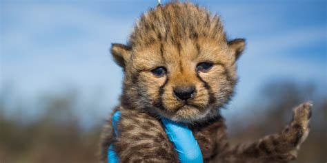 Cheetah Cub Cam | Smithsonian's National Zoo