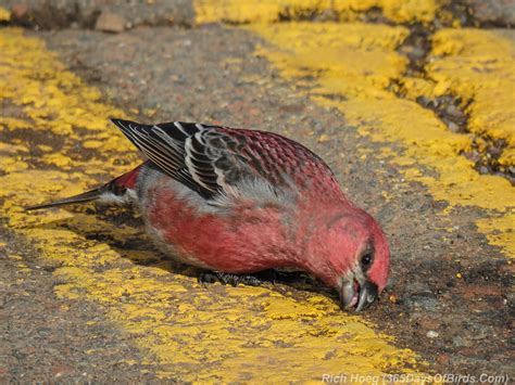 Boreal Forest Bonanza - 365 Days of Birds