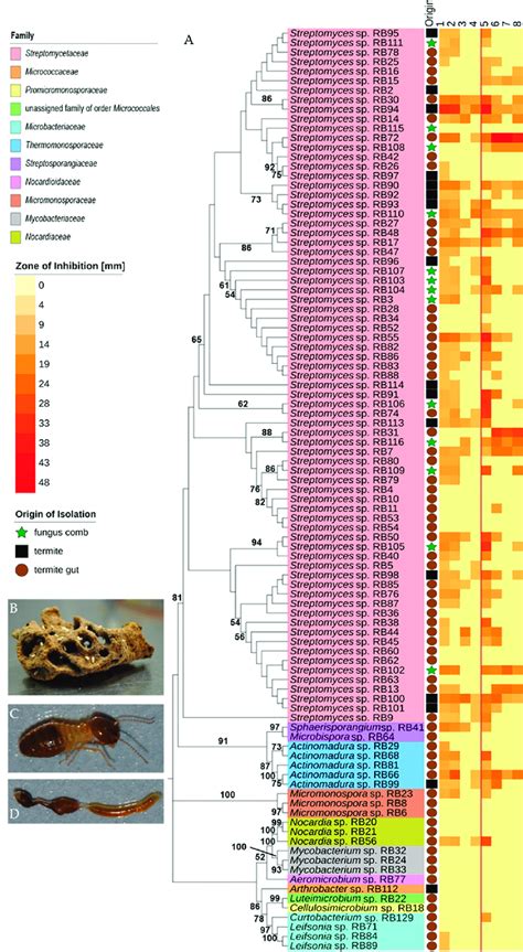 Phylogeny And Antimicrobial Activity Of Newly Isolated Actinobacteria