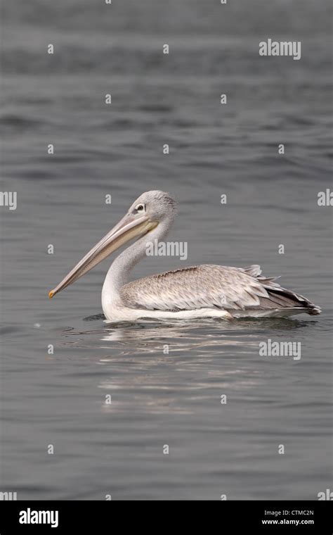 Pink Backed Pelican Pelecanus Rufescens Stock Photo Alamy