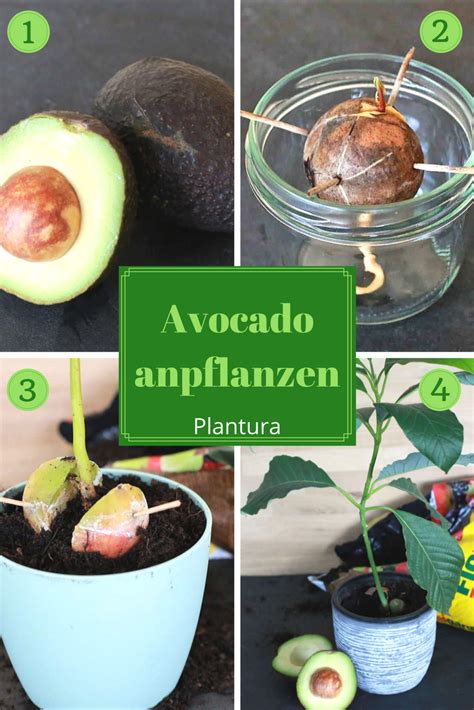 Avocadokern Pflanzen Avocado Anbau Zu Hause Plantura Avocadokern